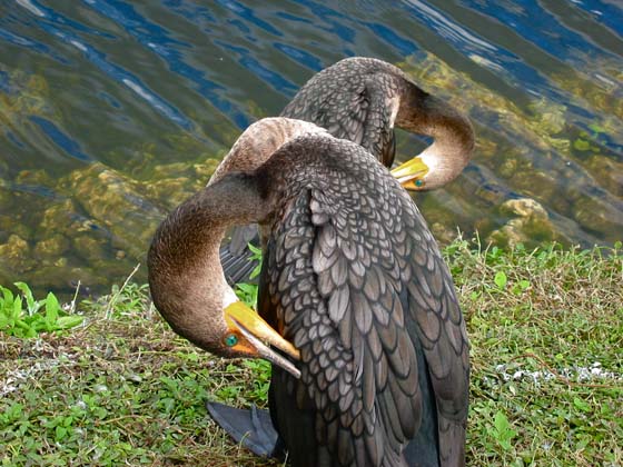 The emerald green eyes of the double crested cormorans in the Everglades were absolutely stunning